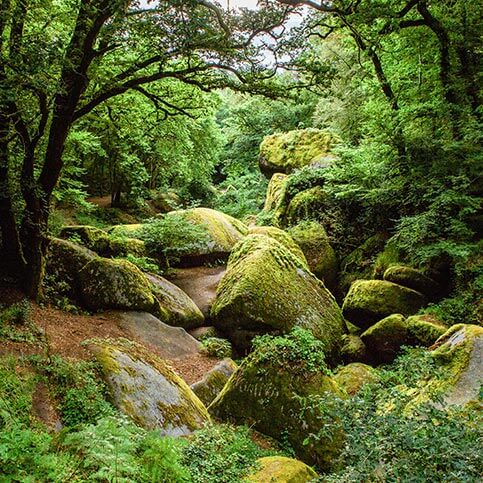 foret huelgoat bretagne